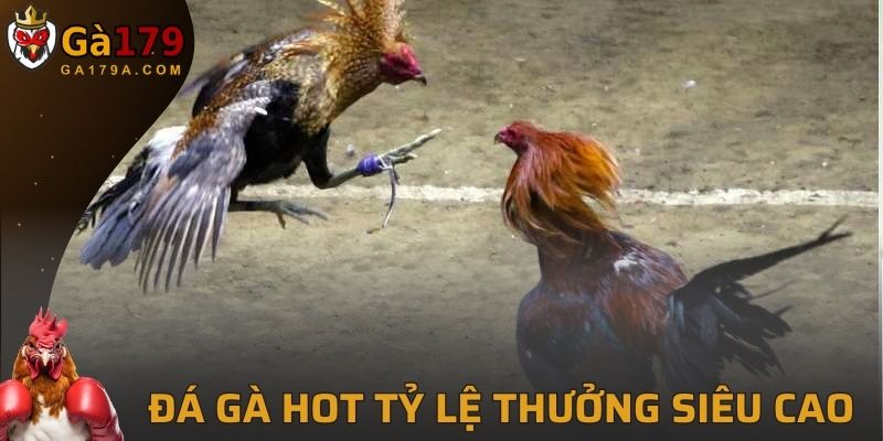 Đá gà hot tỷ lệ thưởng siêu cao